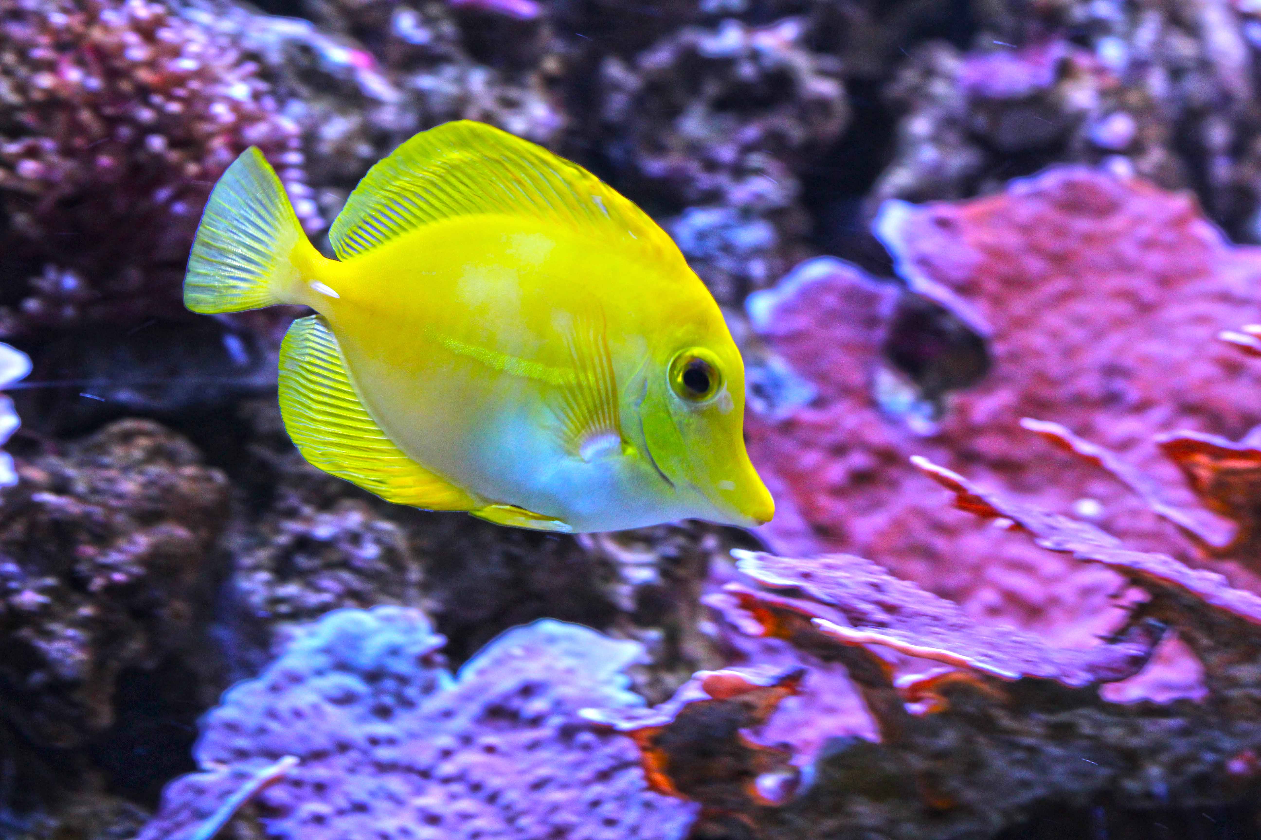 368_alta_Aquarium Zebrasoma Flavescens.JPG